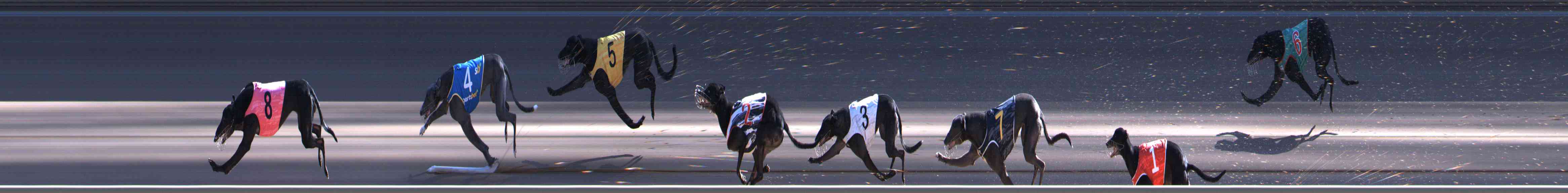 Photo finish for Healesville Race 8