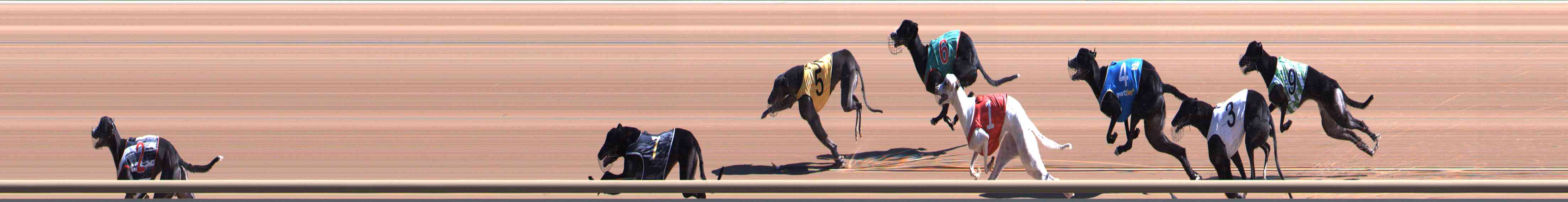 Photo finish for Healesville Race 2