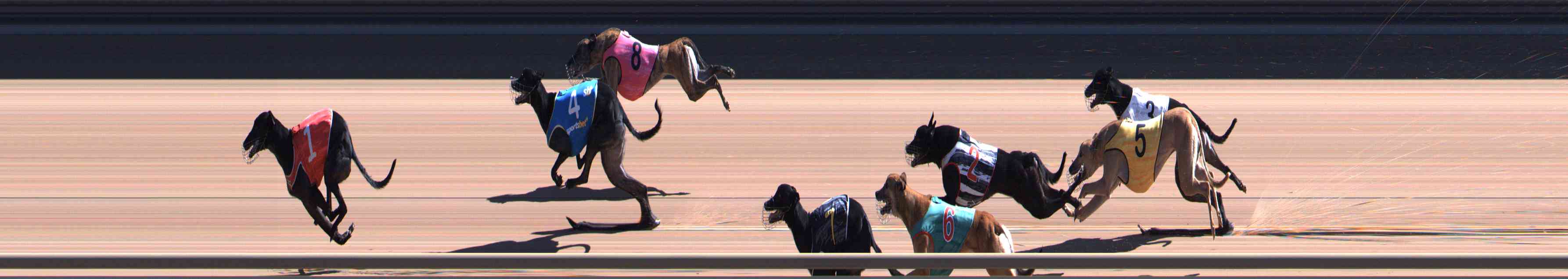 Photo finish for Healesville Race 5