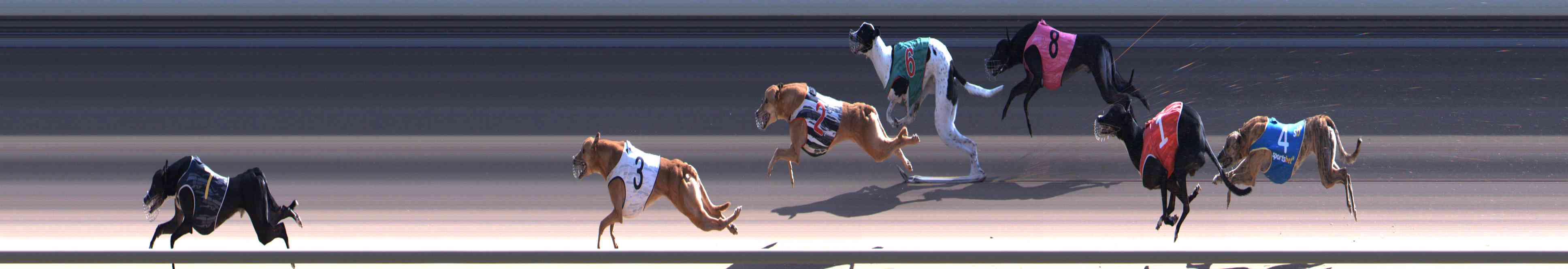 Photo finish for Healesville Race 8
