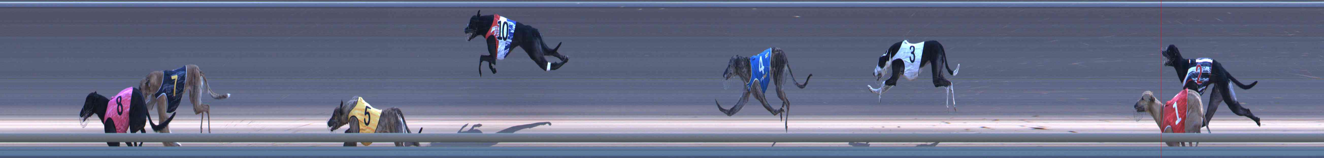 Photo finish for Healesville Race 11