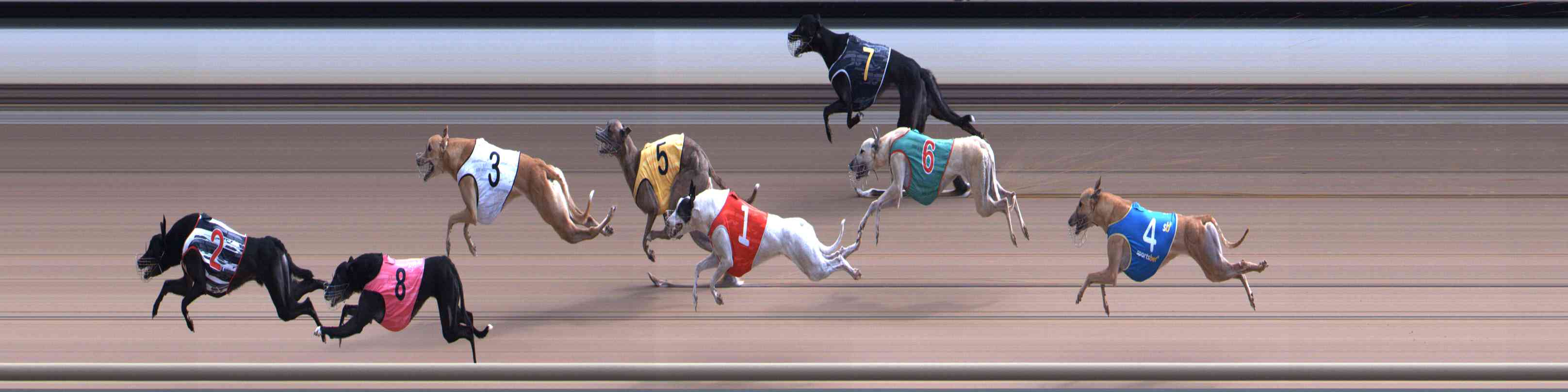 Photo finish for Healesville Race 8