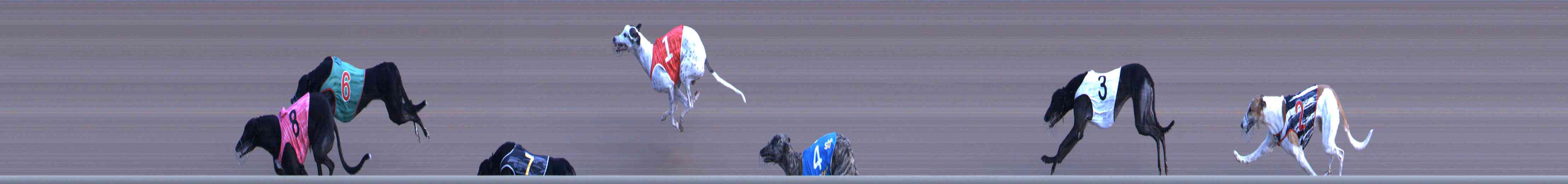 Photo finish for Healesville Race 6