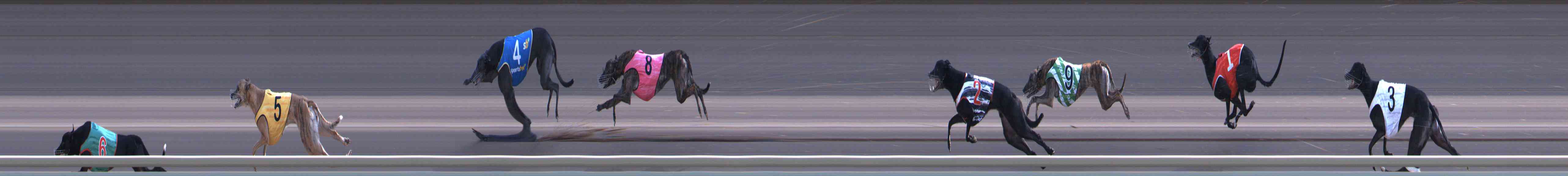 Photo finish for Healesville Race 10