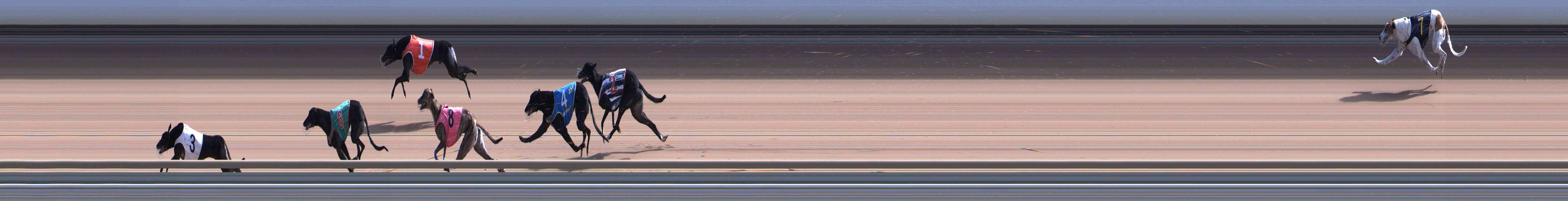 Photo finish for Healesville Race 7