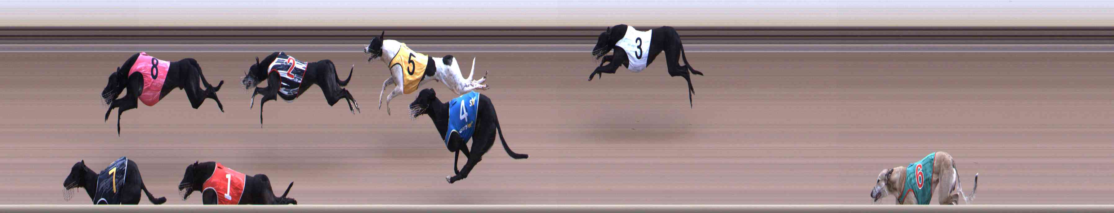 Photo finish for Healesville Race 7