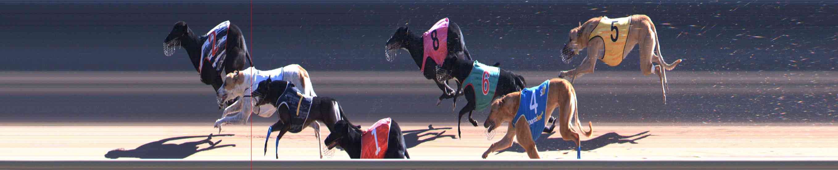 Photo finish for Healesville Race 8