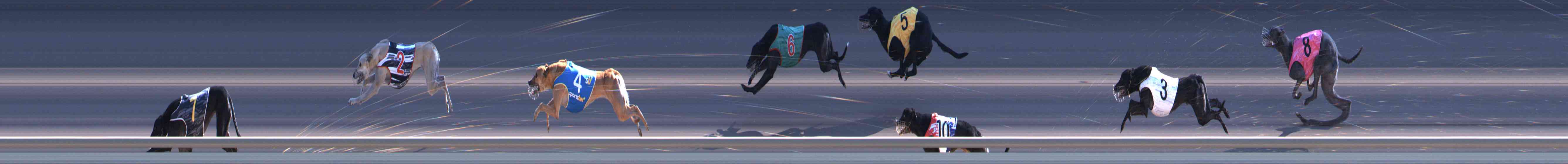 Photo finish for Healesville Race 9