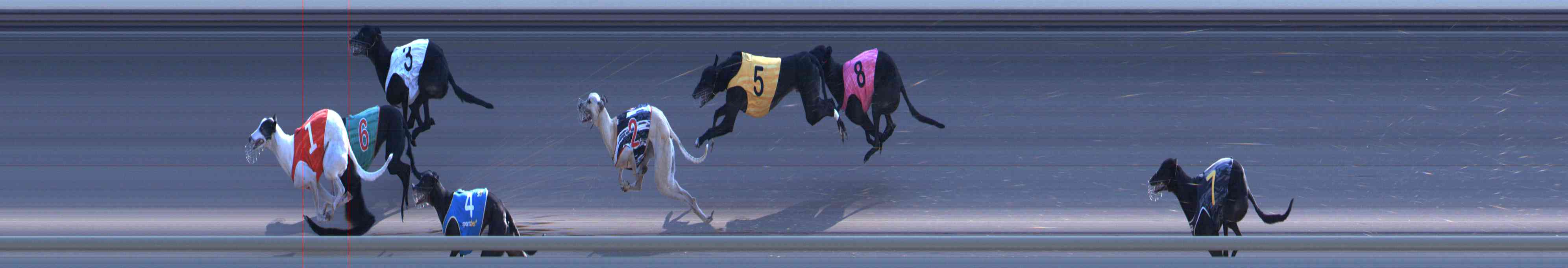 Photo finish for Healesville Race 11