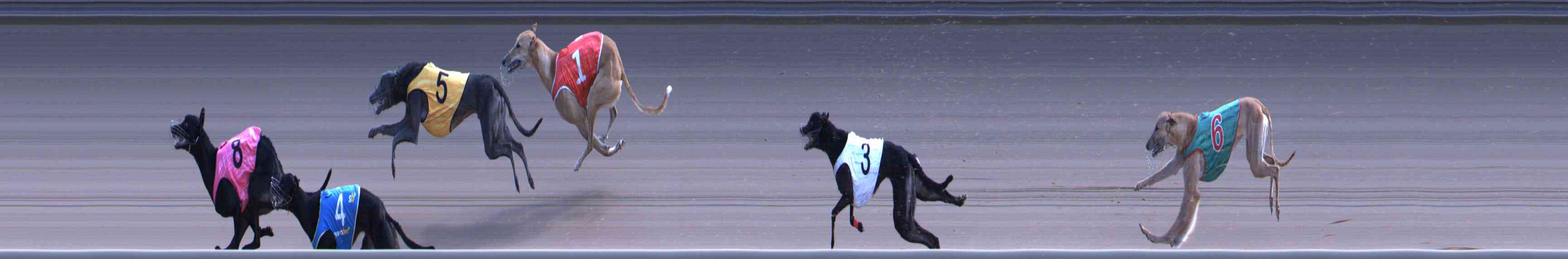 Photo finish for Healesville Race 9