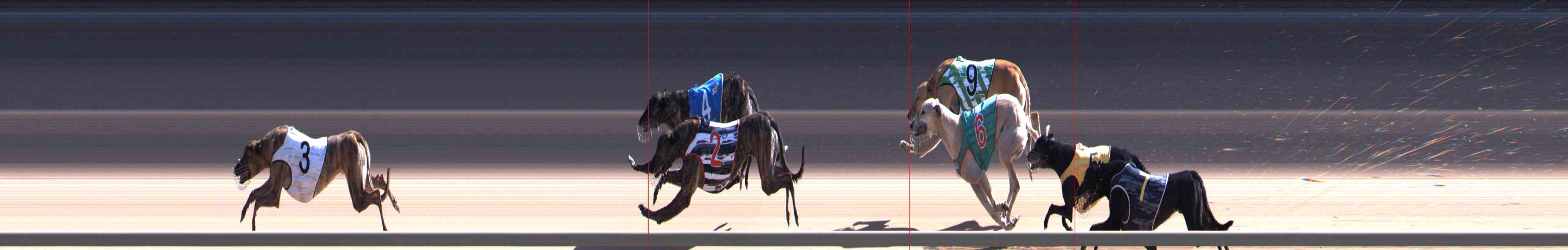 Photo finish for Healesville Race 8