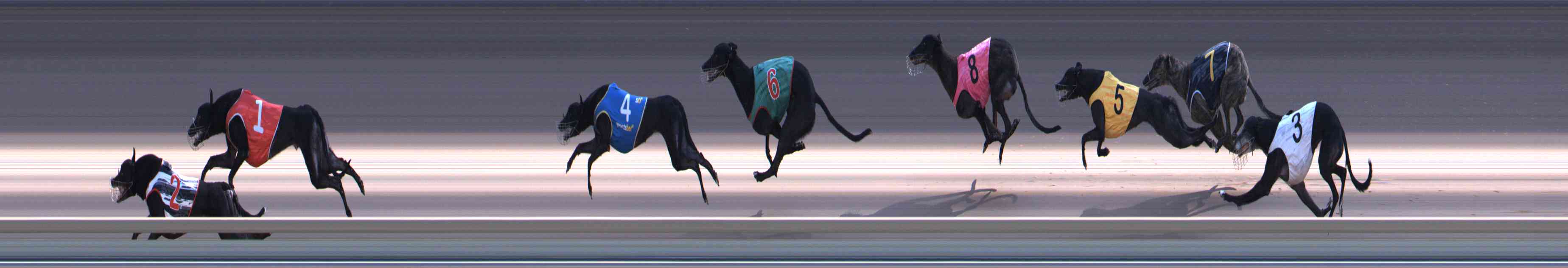 Photo finish for Healesville Race 9