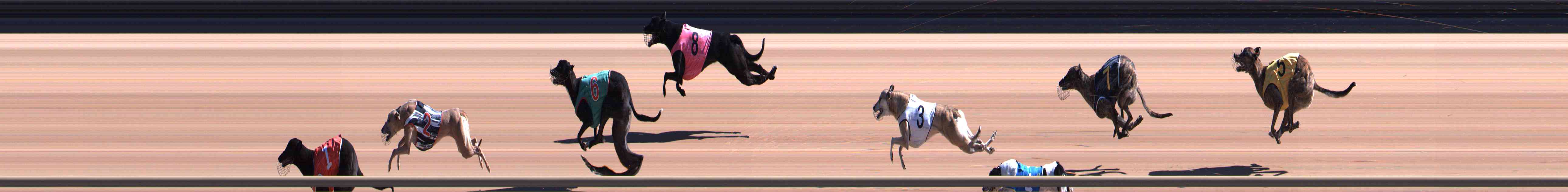 Photo finish for Healesville Race 5