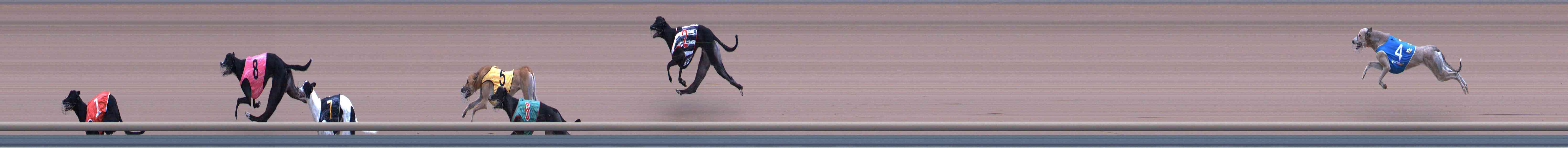 Photo finish for Healesville Race 6
