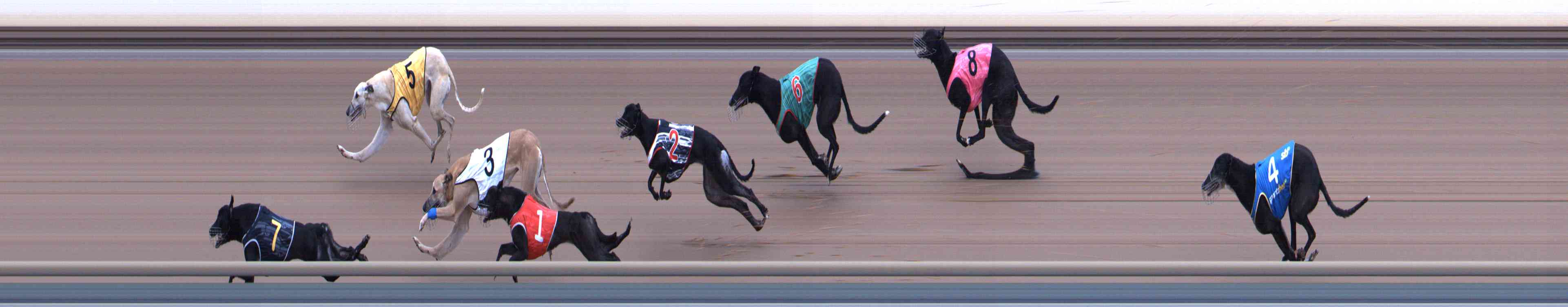 Photo finish for Healesville Race 12