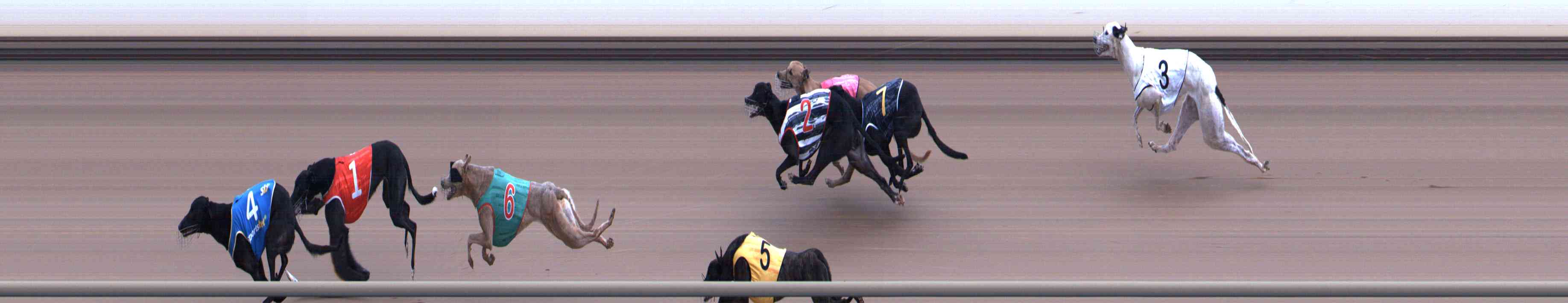 Photo finish for Healesville Race 4