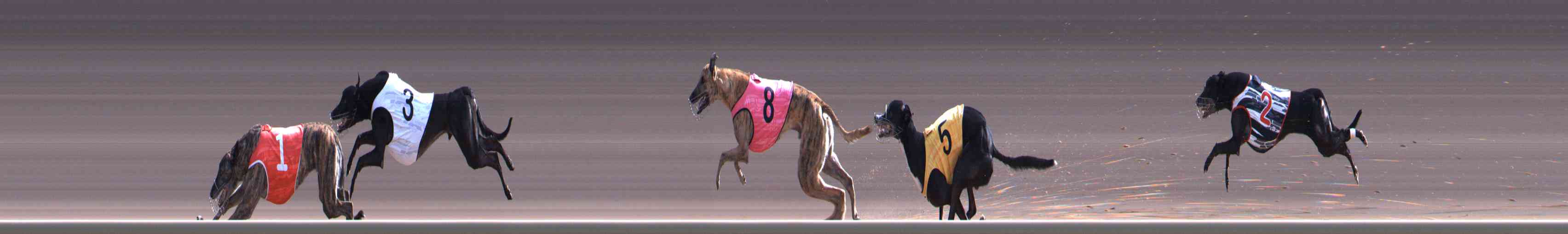 Photo finish for Healesville Race 8