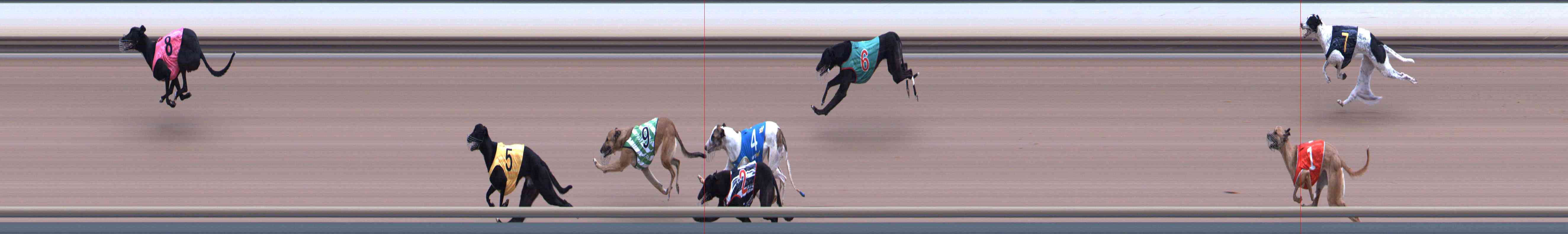 Photo finish for Healesville Race 11