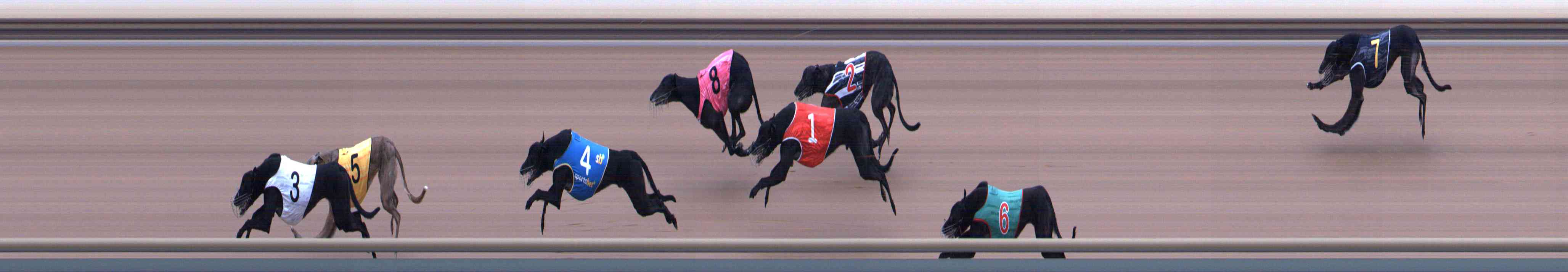Photo finish for Healesville Race 6