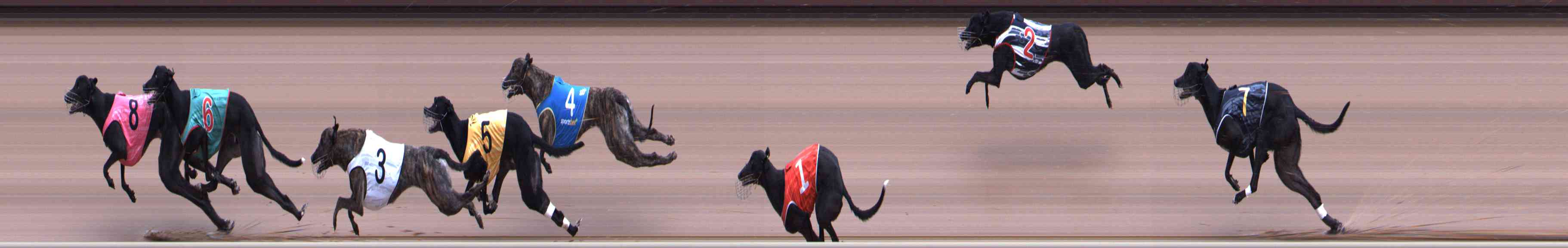Photo finish for Healesville Race 2