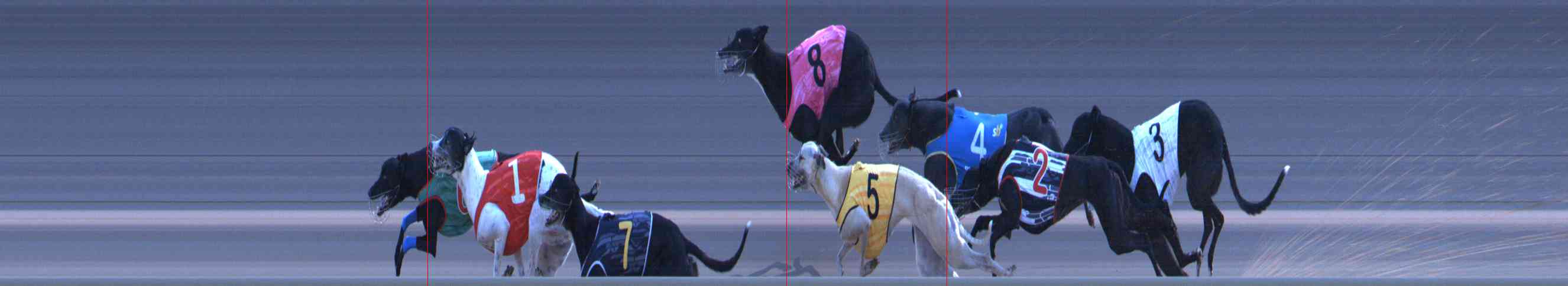Photo finish for Healesville Race 12