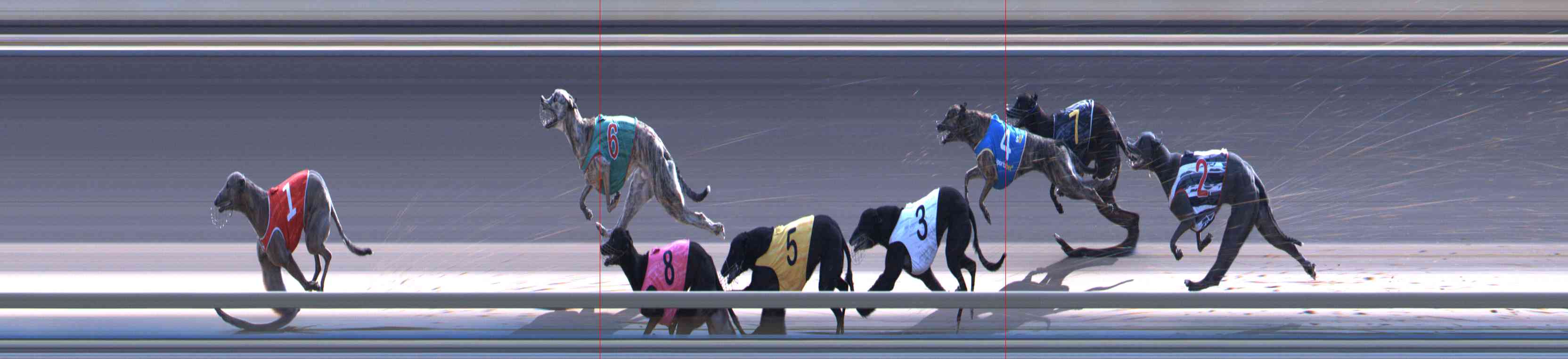 Photo finish for Healesville Race 12