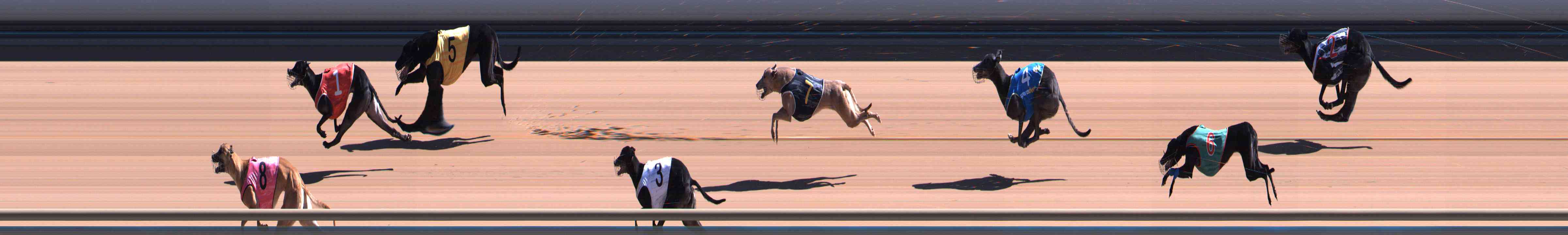 Photo finish for Healesville Race 5