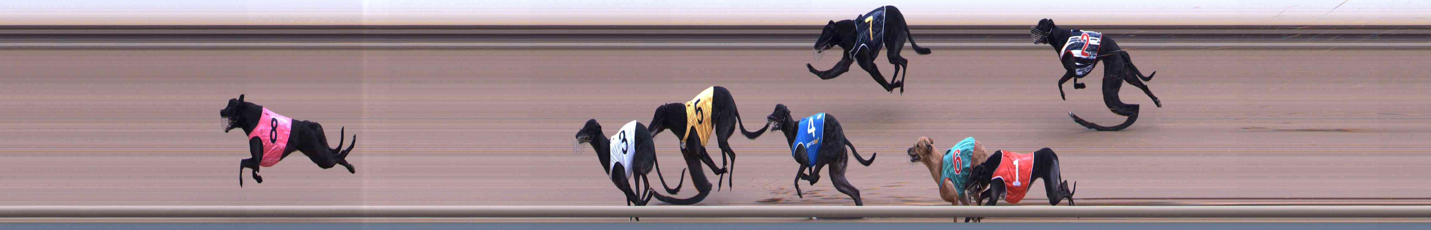 Photo finish for Healesville Race 5