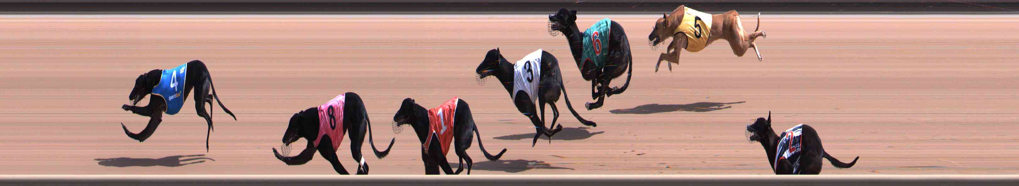 Photo finish for Healesville Race 2