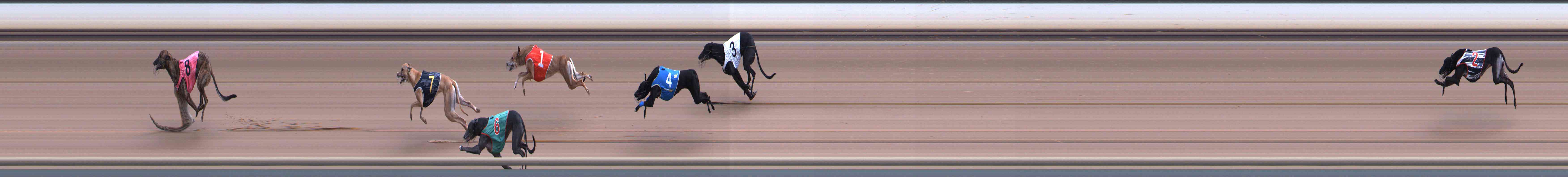 Photo finish for Healesville Race 11