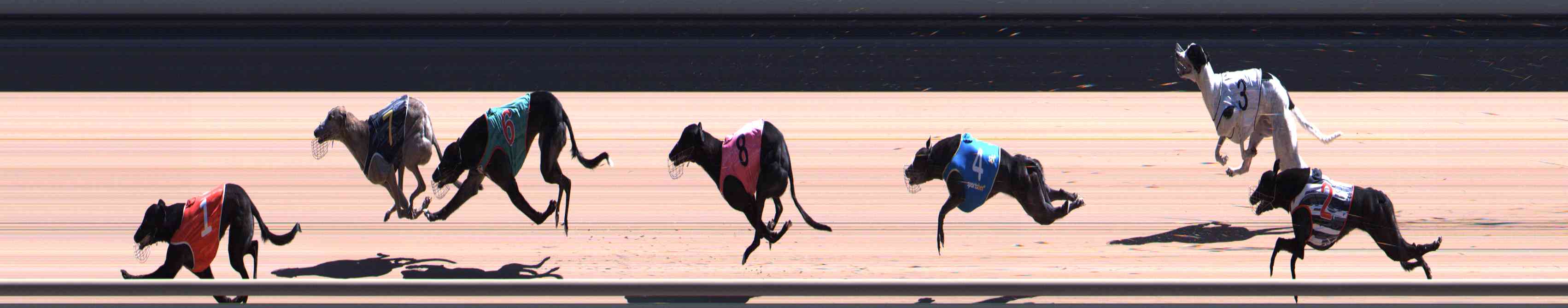 Photo finish for Healesville Race 9