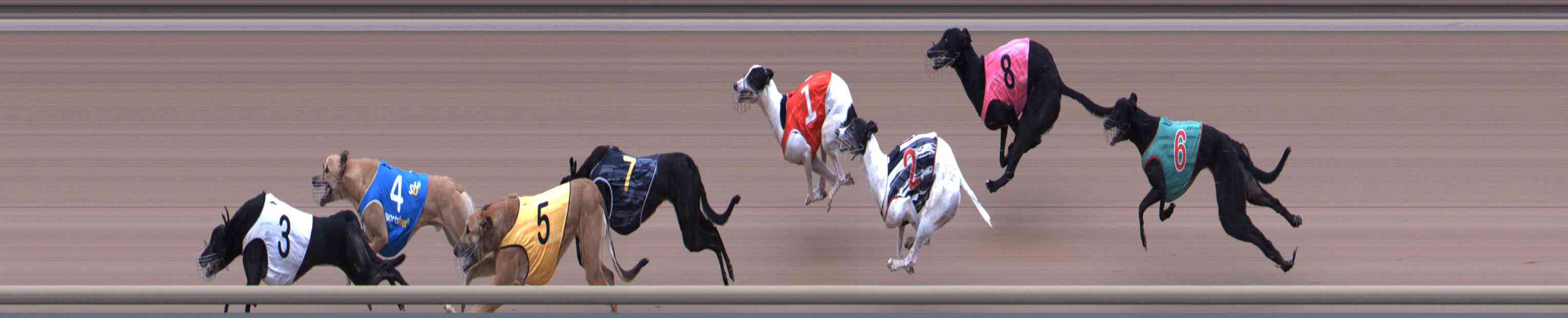 Photo finish for Healesville Race 6