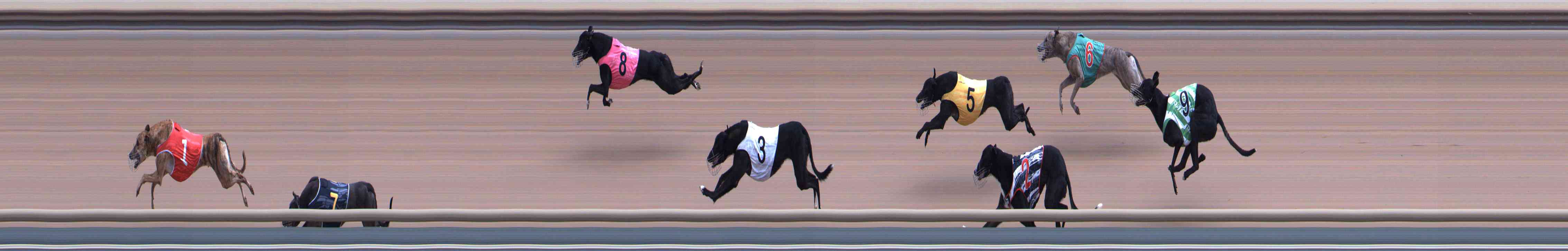 Photo finish for Healesville Race 4