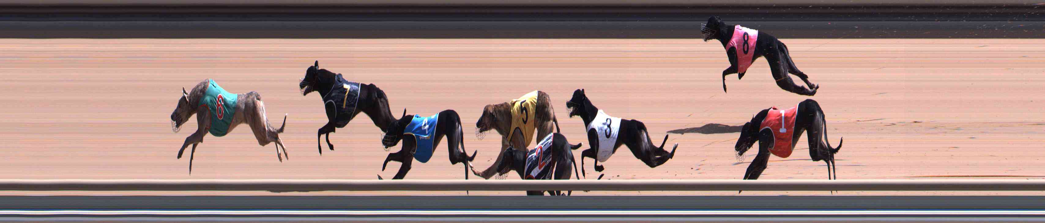 Photo finish for Healesville Race 5