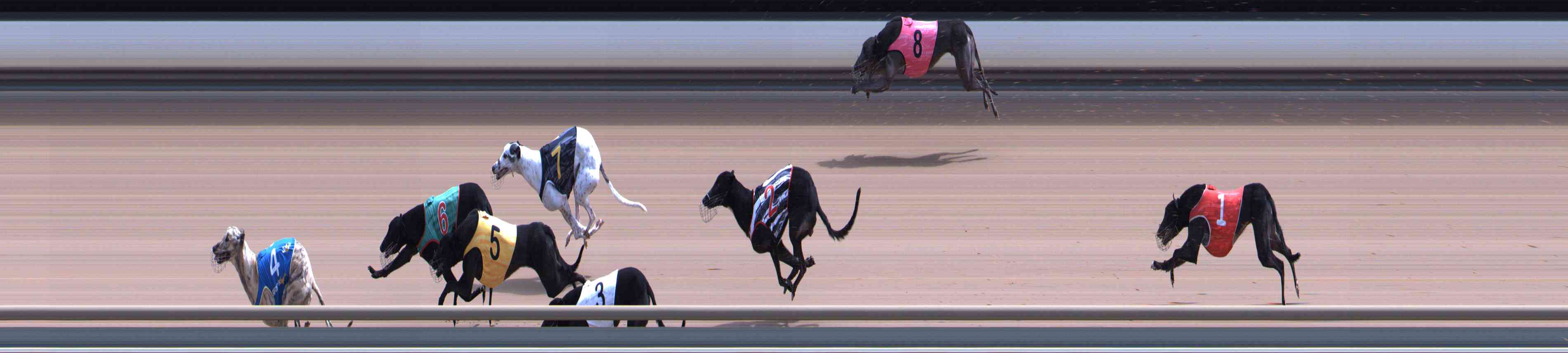 Photo finish for Healesville Race 6