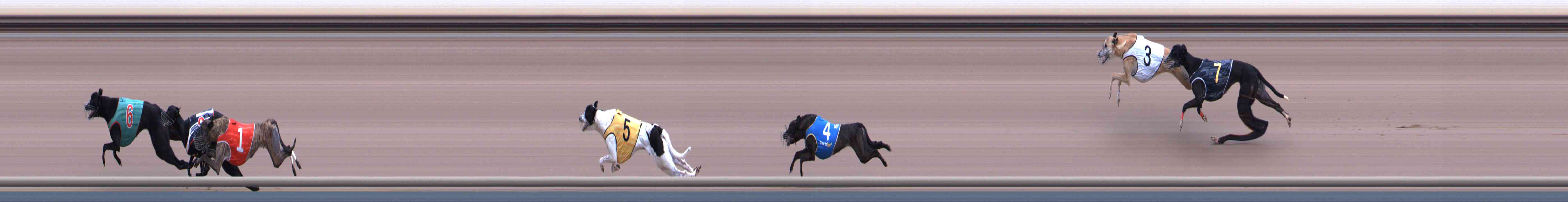 Photo finish for Healesville Race 12