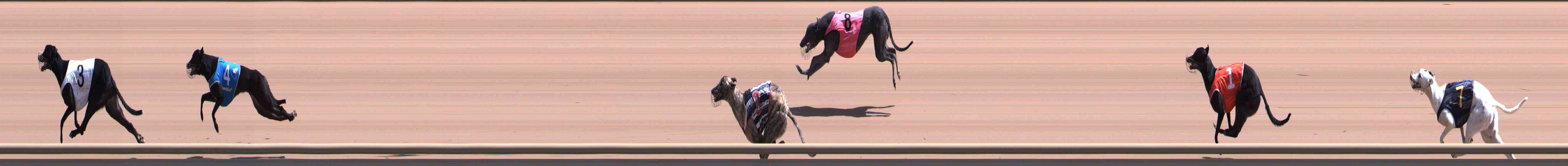 Photo finish for Healesville Race 4