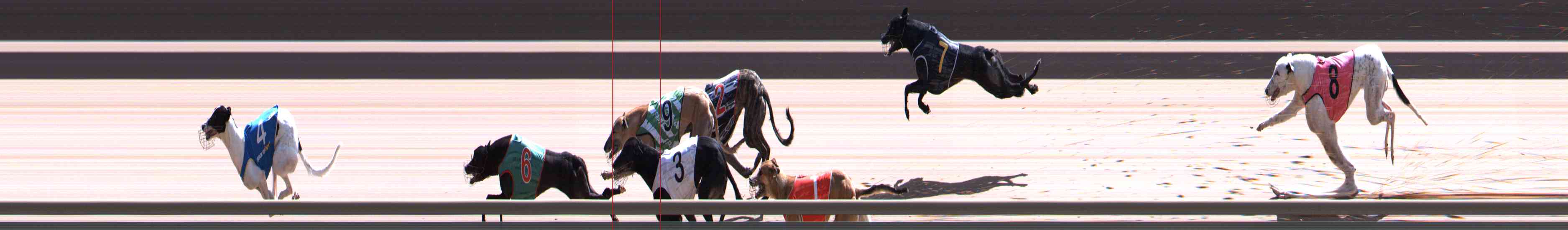 Photo finish for Healesville Race 11