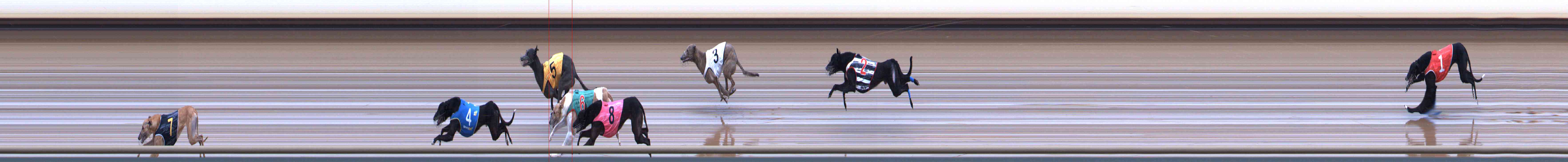 Photo finish for Healesville Race 12