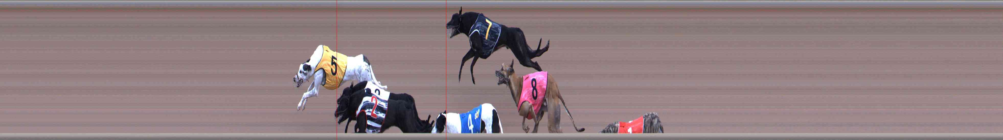 Photo finish for Healesville Race 8