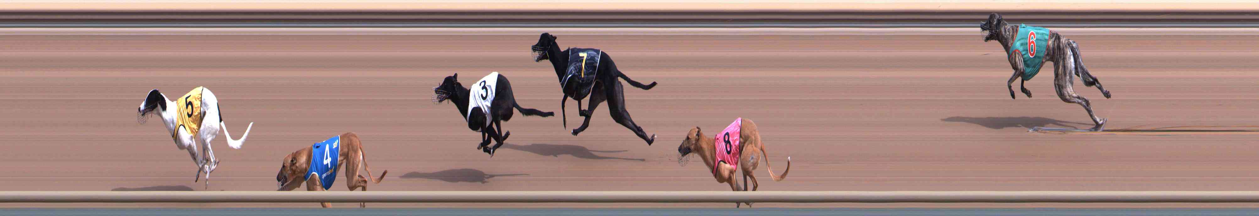 Photo finish for Healesville Race 2