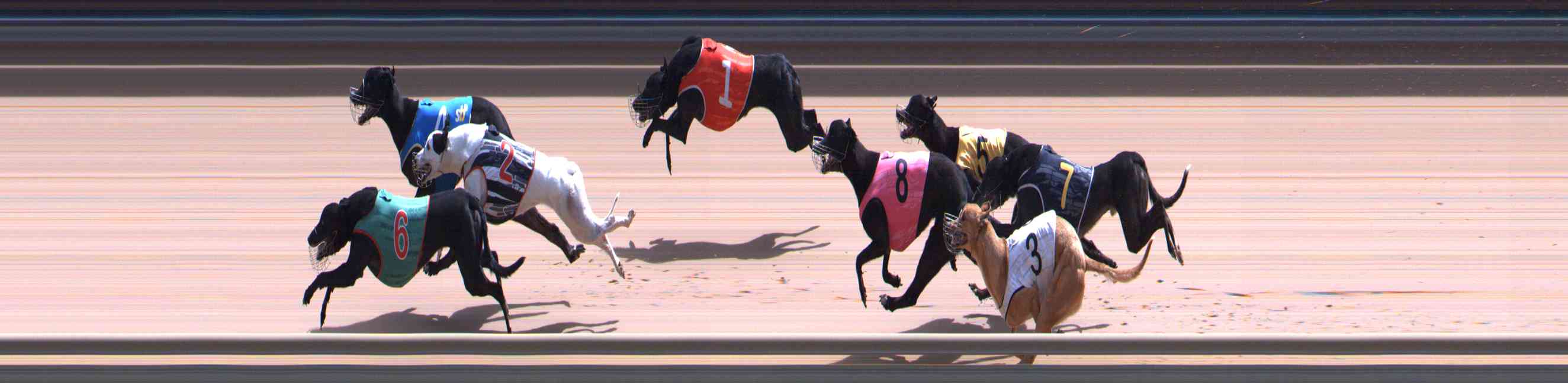 Photo finish for Healesville Race 11