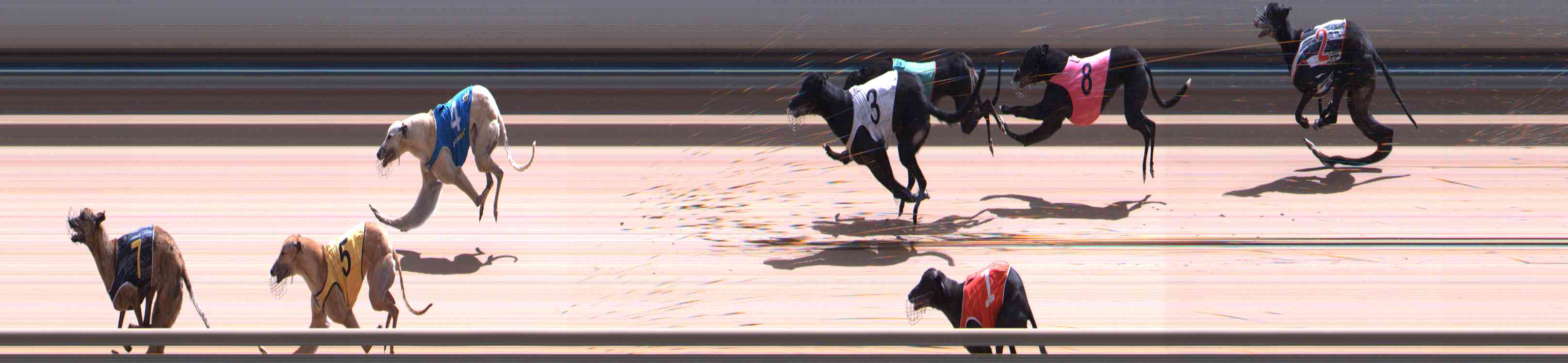 Photo finish for Healesville Race 12