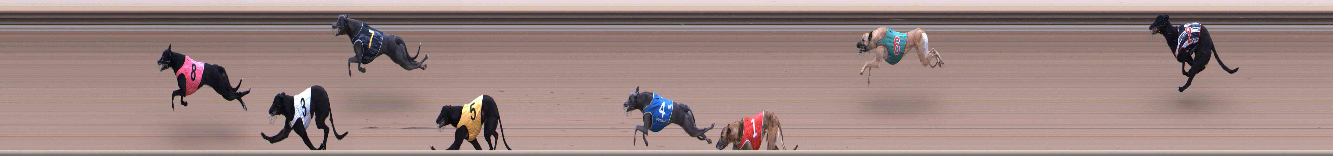 Photo finish for Healesville Race 1
