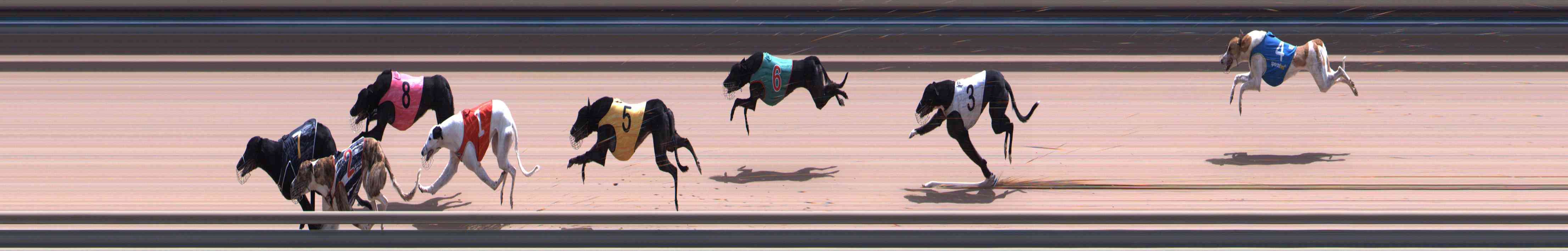Photo finish for Healesville Race 12