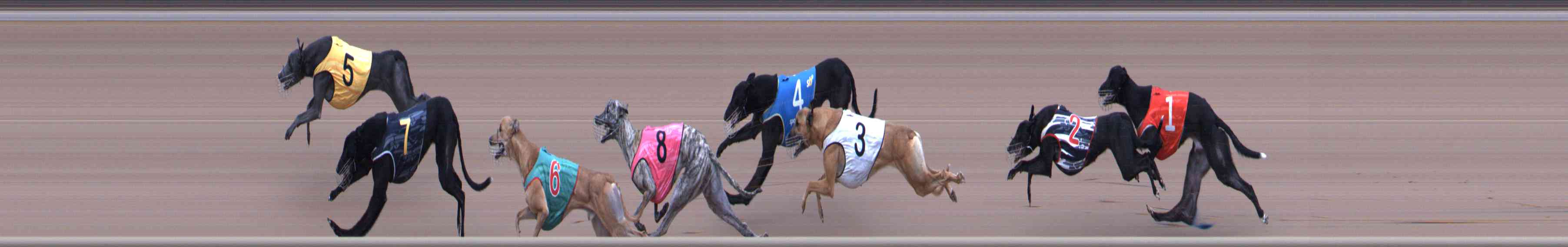 Photo finish for Healesville Race 4