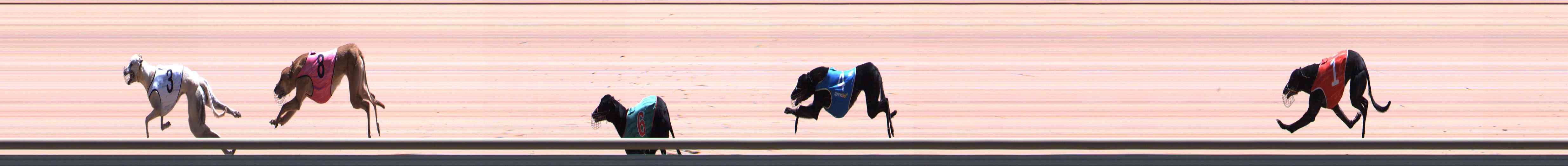 Photo finish for Healesville Race 12