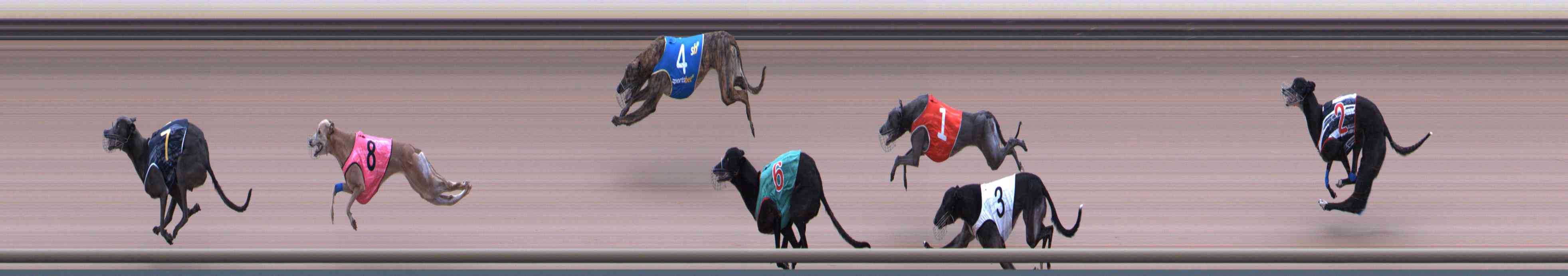 Photo finish for Healesville Race 5