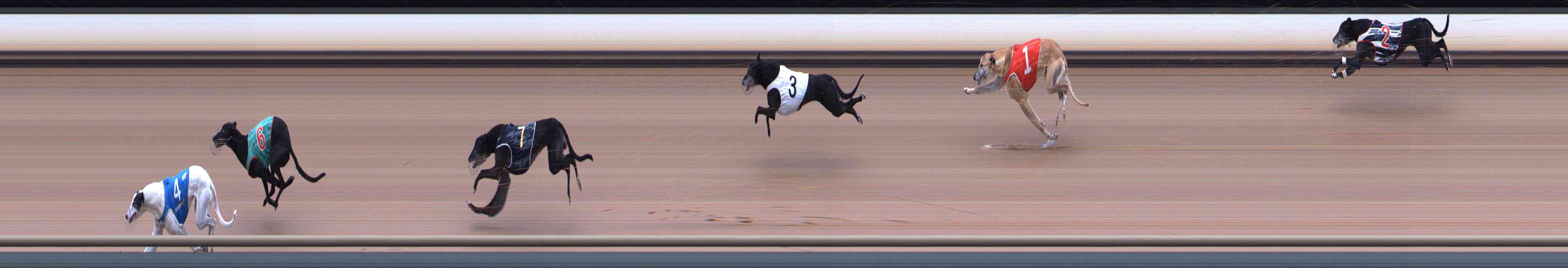 Photo finish for Healesville Race 9