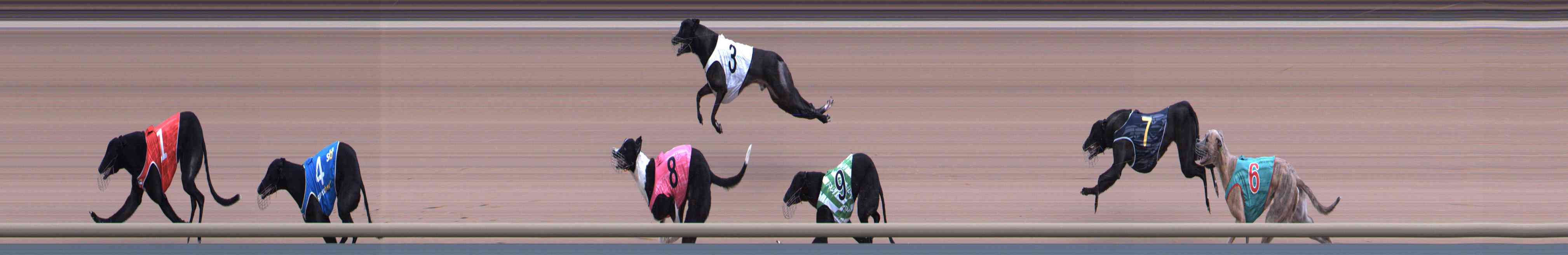 Photo finish for Healesville Race 7